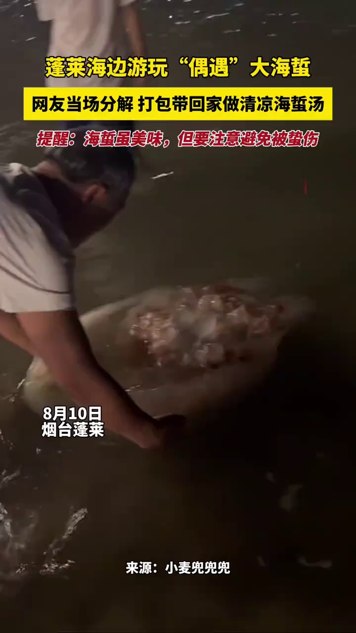 蓬莱海边游玩“偶遇”大海蜇,网友当场分解,打包带回家做清凉海蜇汤,提醒:海蜇虽美味,但要注