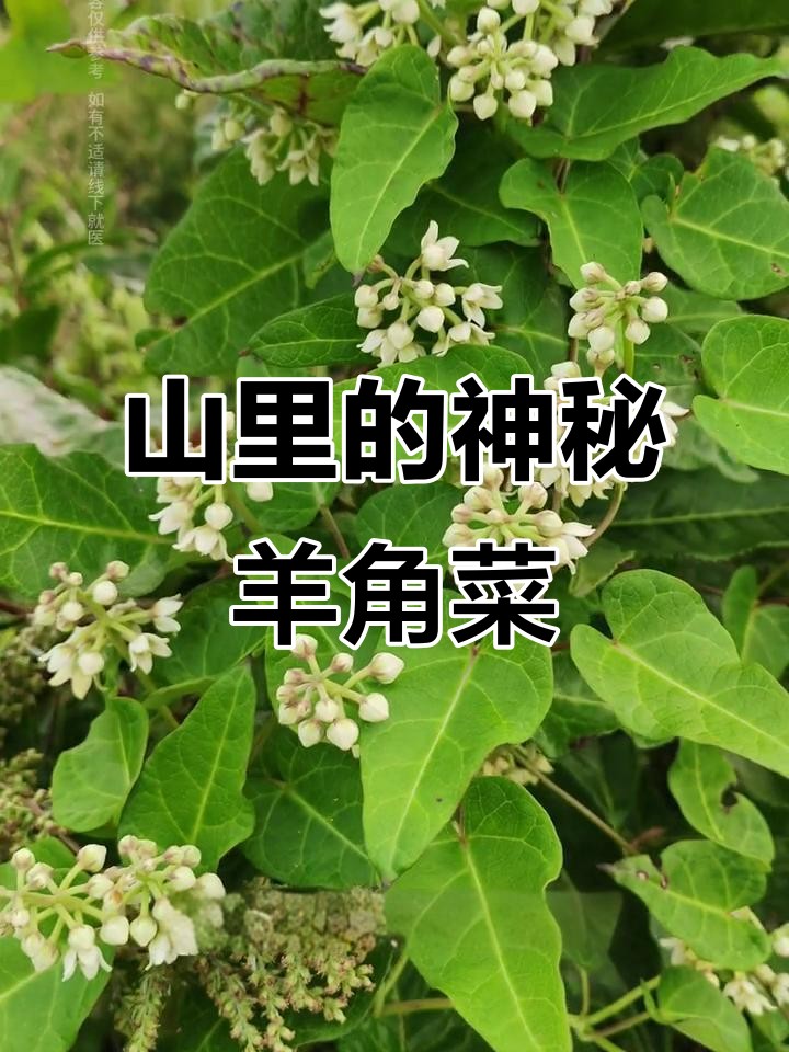 羊角菜:山间奇特的攀援植物,果实似羊角的秘密