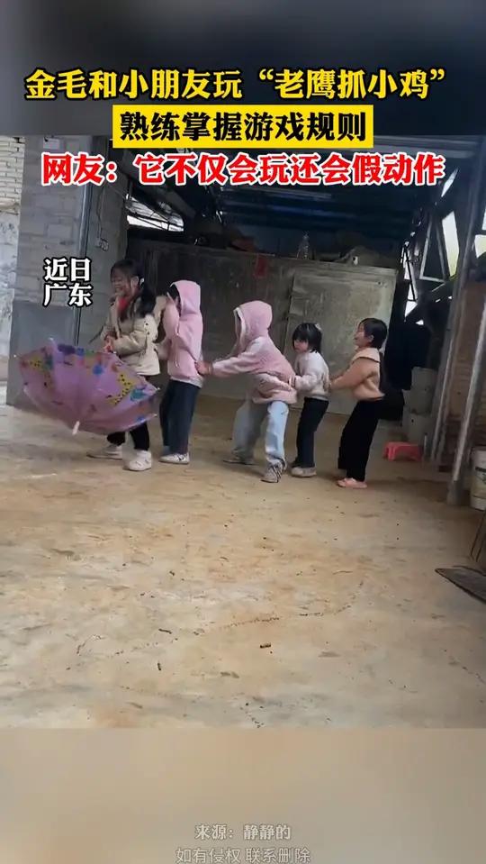 金毛和小朋友玩“老鹰抓小鸡”,熟练掌握游戏规则