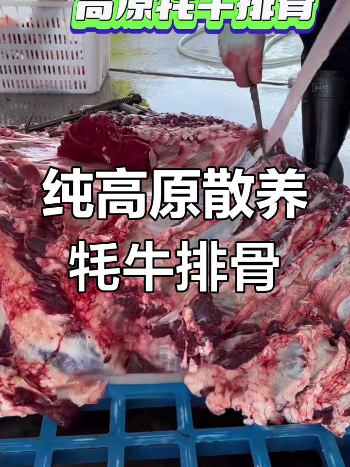 高原牦牛排骨,清炖红烧皆宜,营养价值高
