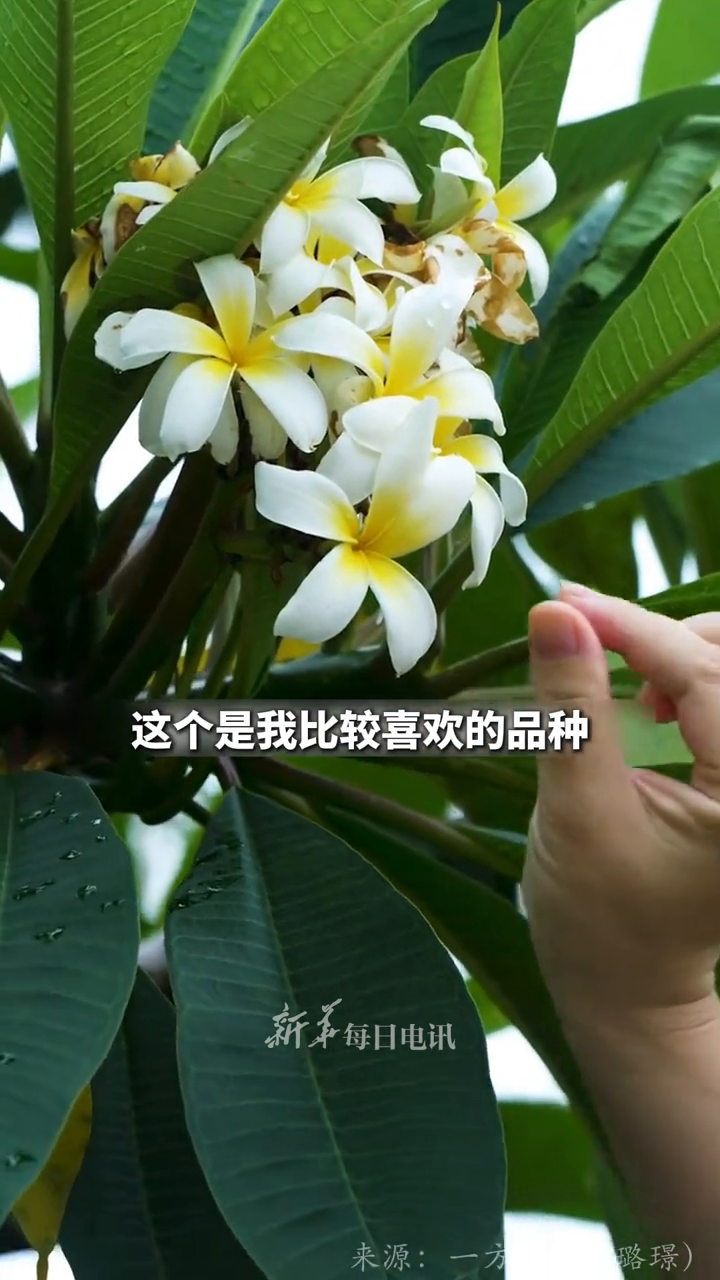 喜欢和鸡蛋花合影的家人们注意啦!此花虽美但汁液有毒,谨防误食