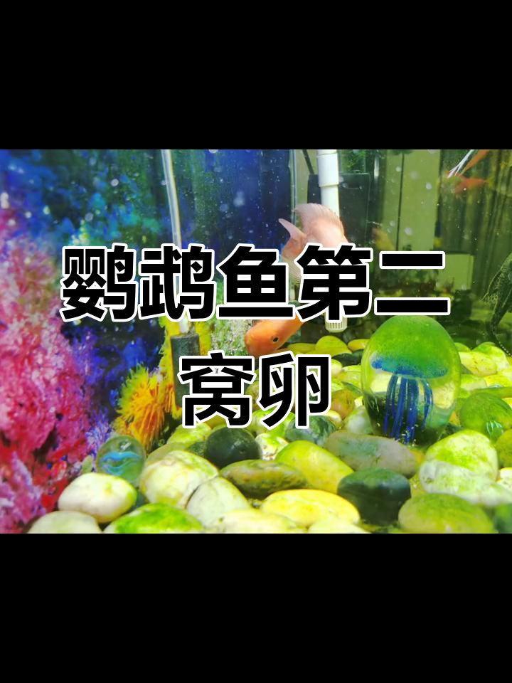 鹦鹉鱼产卵,但无法孵化