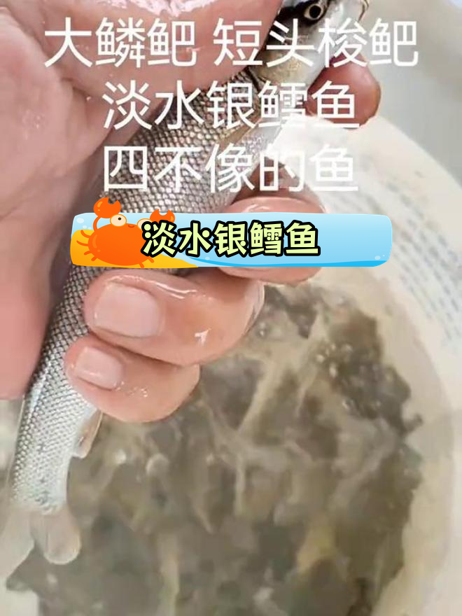 大鳞鲃:淡水银鳕鱼的由来与特征