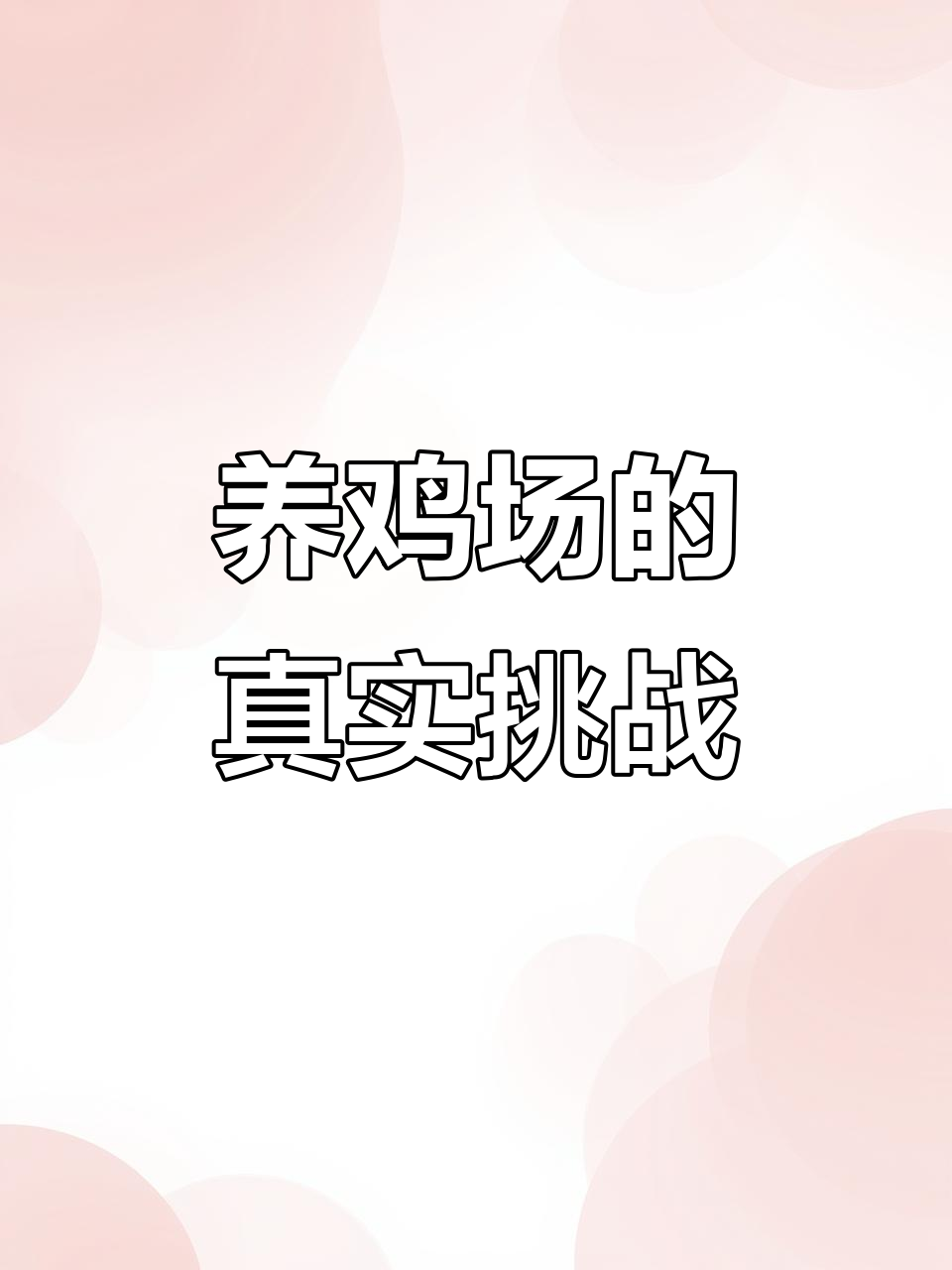 澳洲养鸡场工作真相:辛苦又重复,环境恶劣