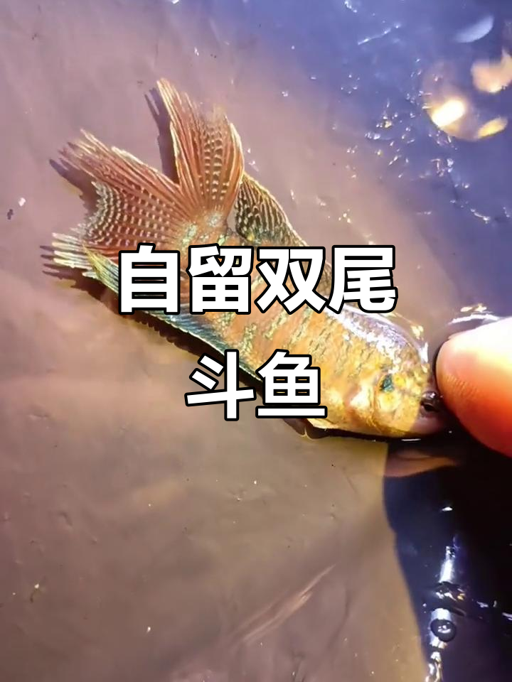 双尾斗鱼自留,蝴蝶般的美丽