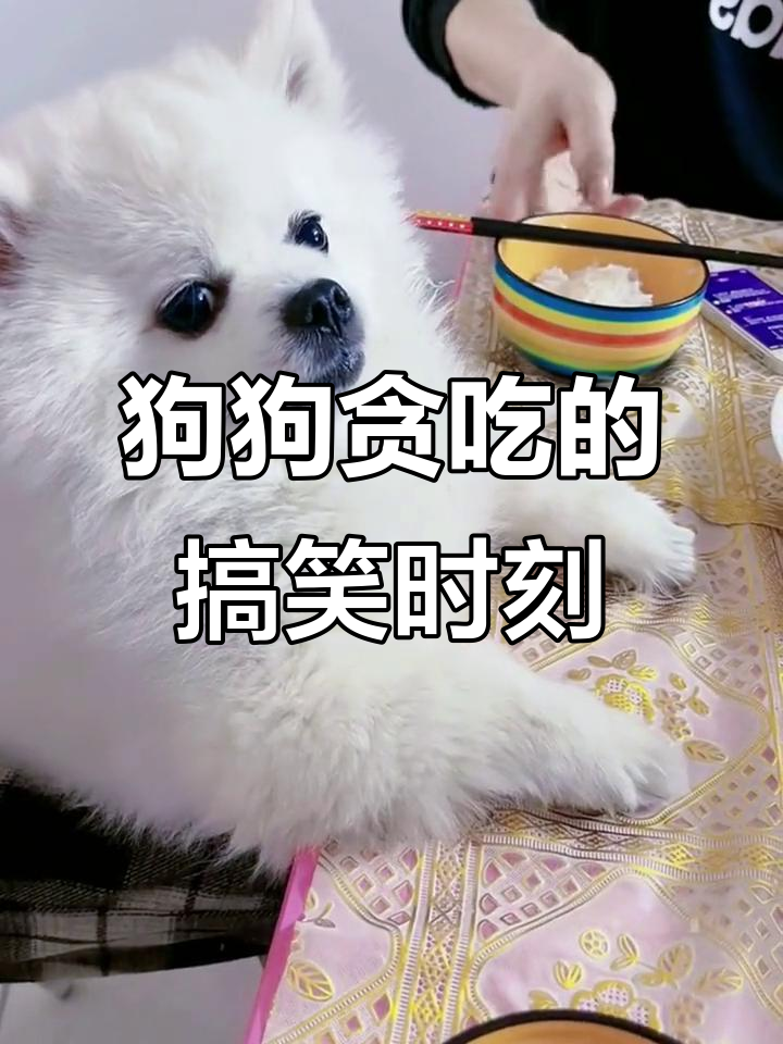 小狗吃肉吃到停不下来，最后竟然这样回应！