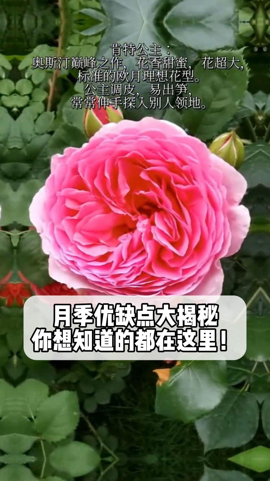 月季优缺点大揭秘,你想知道的都在这里!