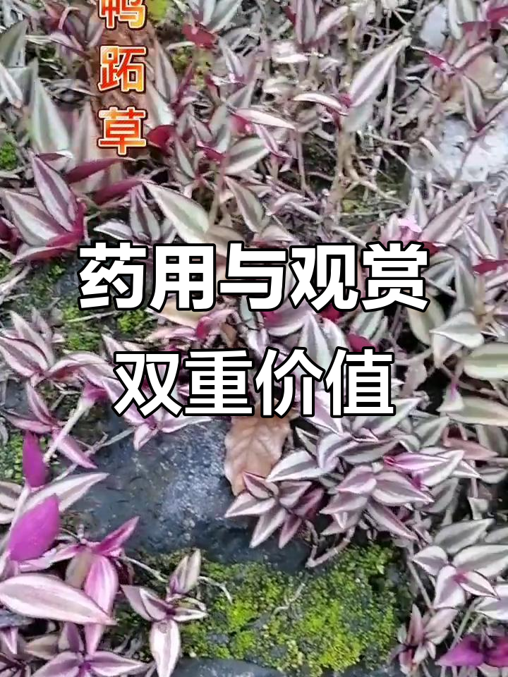鸭跖草不仅美丽,还能治疗感冒和咽喉痛