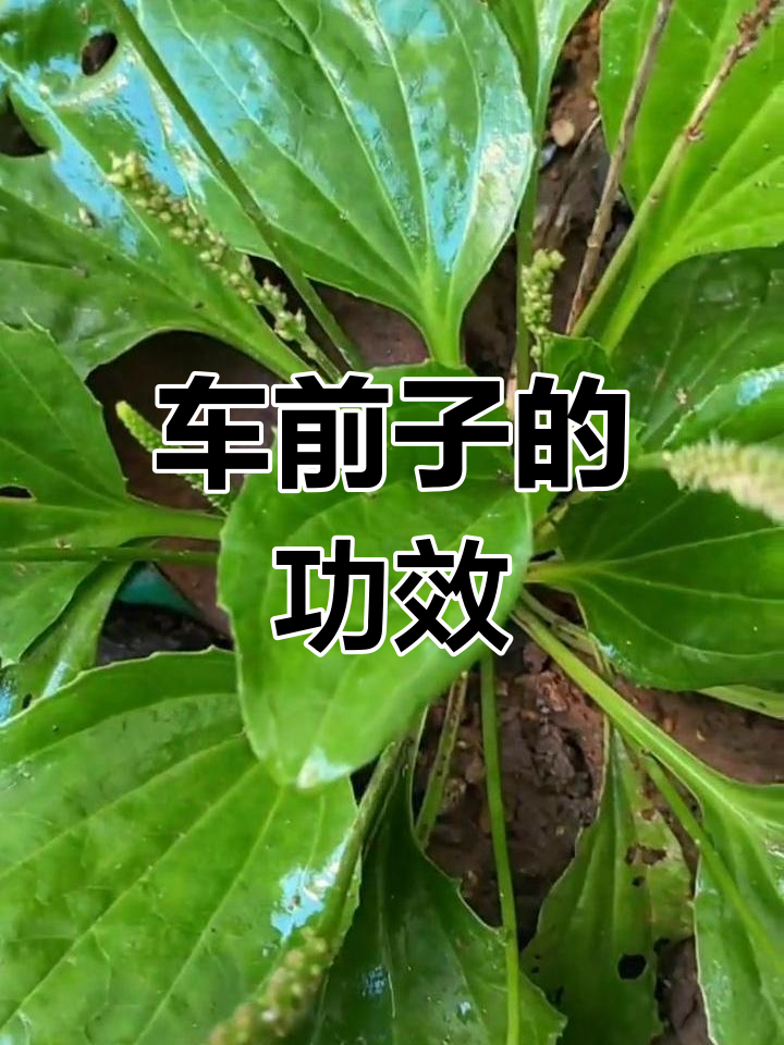 车前子,药典收录的种子,具有多种药用价值
