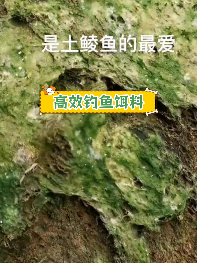 土鲮鱼钓饵配方解析