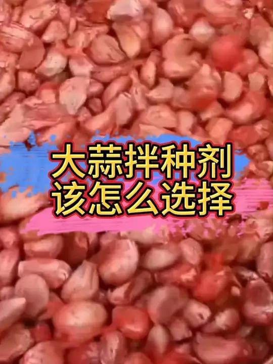 大蒜拌种剂成分大揭秘!根腐病、软腐病全搞定!