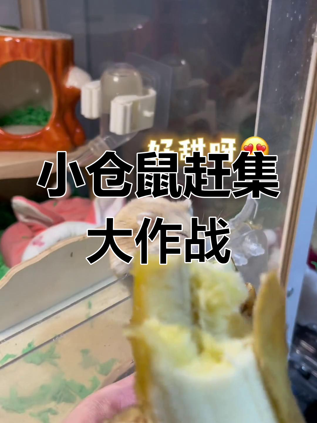 带小仓鼠赶集,苹果鸭梨香蕉统统买回家!
