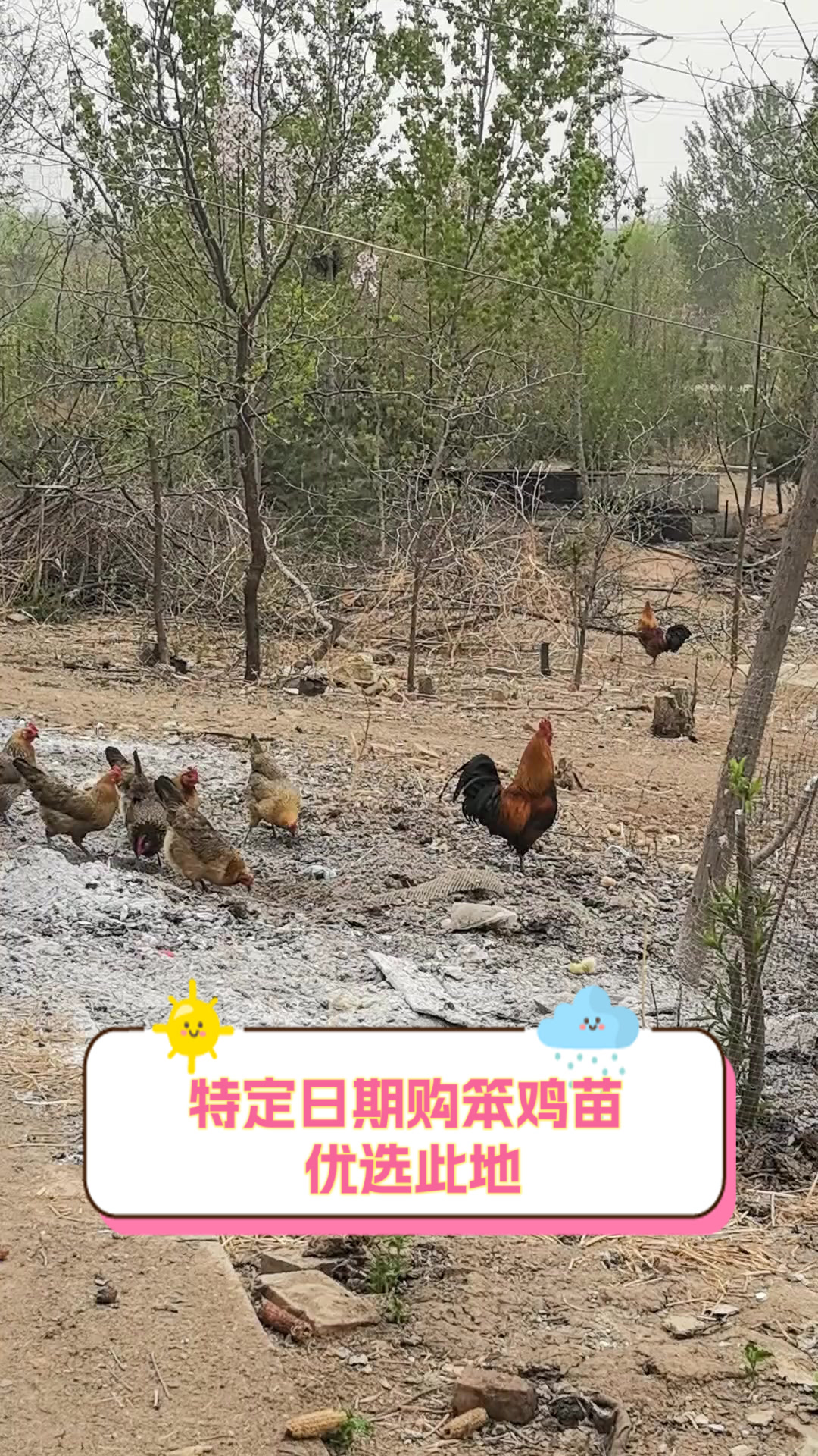 特定日期购笨鸡苗,优选此地