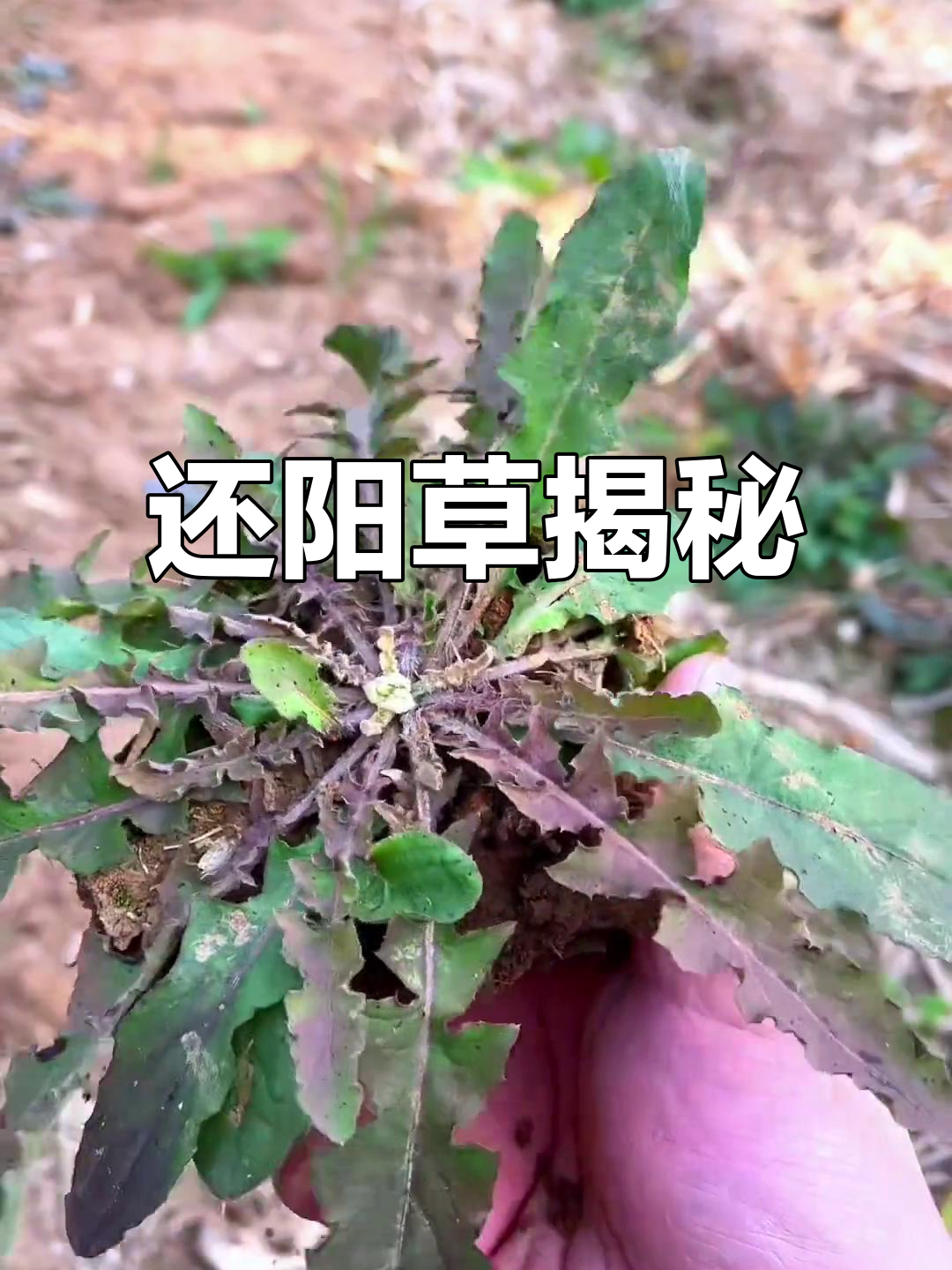 这就是传说中的还阳草,晒干后遇水重生,你见过吗?