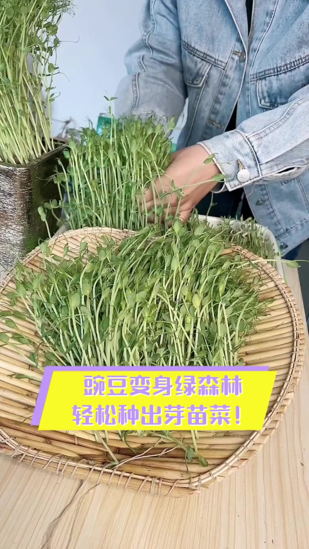 豌豆变身绿森林,轻松种出芽苗菜!