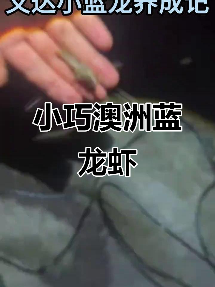 澳洲蓝龙虾：三到五公分，超可爱！