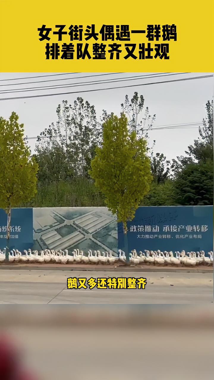 8月28日河南固始,女子街头偶遇一群鹅,排着队整齐又壮观 河南dou知道 萌宠 鹅