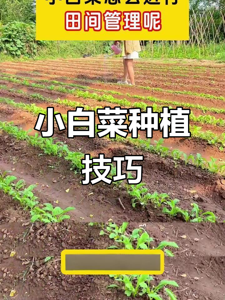 小白菜田间管理全攻略,助你增产无忧
