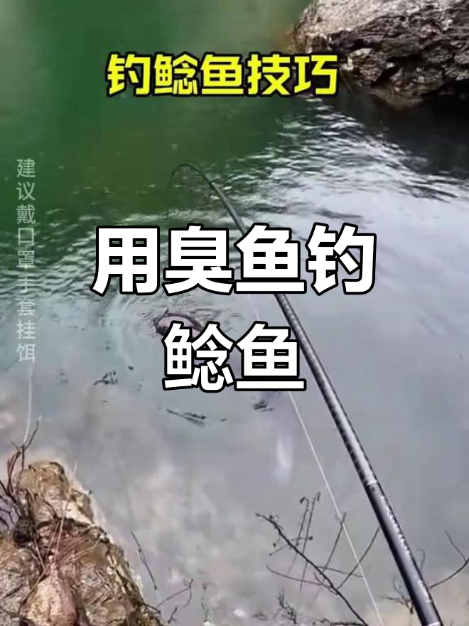 钓鲶鱼的关键技巧:臭鱼饵料大揭秘