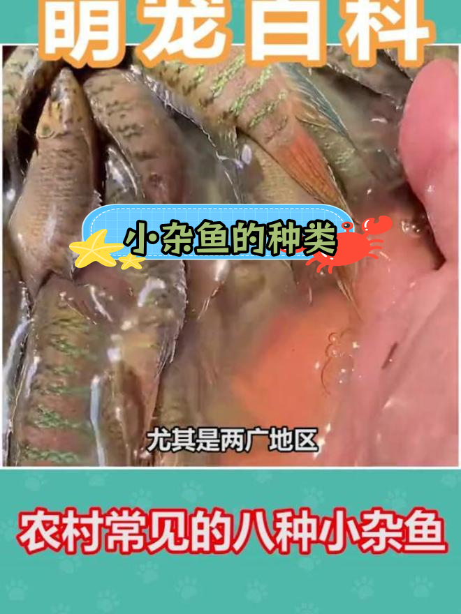 农村常见小杂鱼,钓鱼爱好者的噩梦