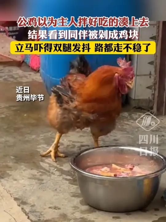 公鸡以为主人拌好吃的凑上去,结果看到同伴被剁成鸡块,瞬间吓得双腿发抖……