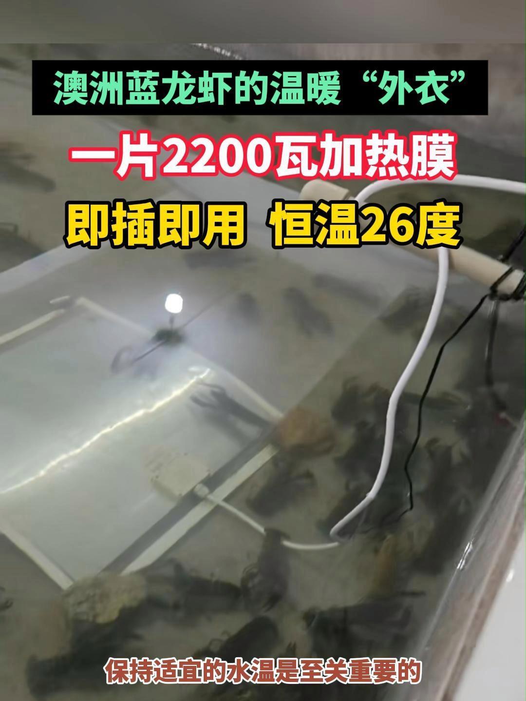 一片2200瓦加热膜,即插即用 恒温26度!给澳洲蓝龙虾披上温暖的“外衣” 澳洲蓝龙虾 水
