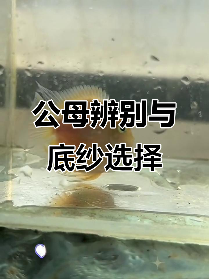 迷你鹦鹉鱼公母分辨技巧,底纱铺不铺看这里