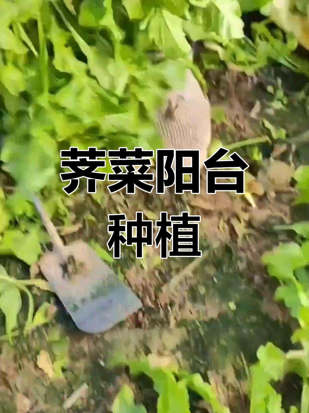 野生荠菜种子,四季阳台种植,轻松栽培健康蔬菜