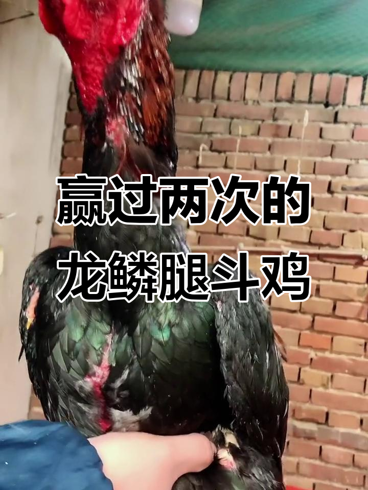 龙鳞腿斗鸡，八斤半种公勇闯大赛两连胜