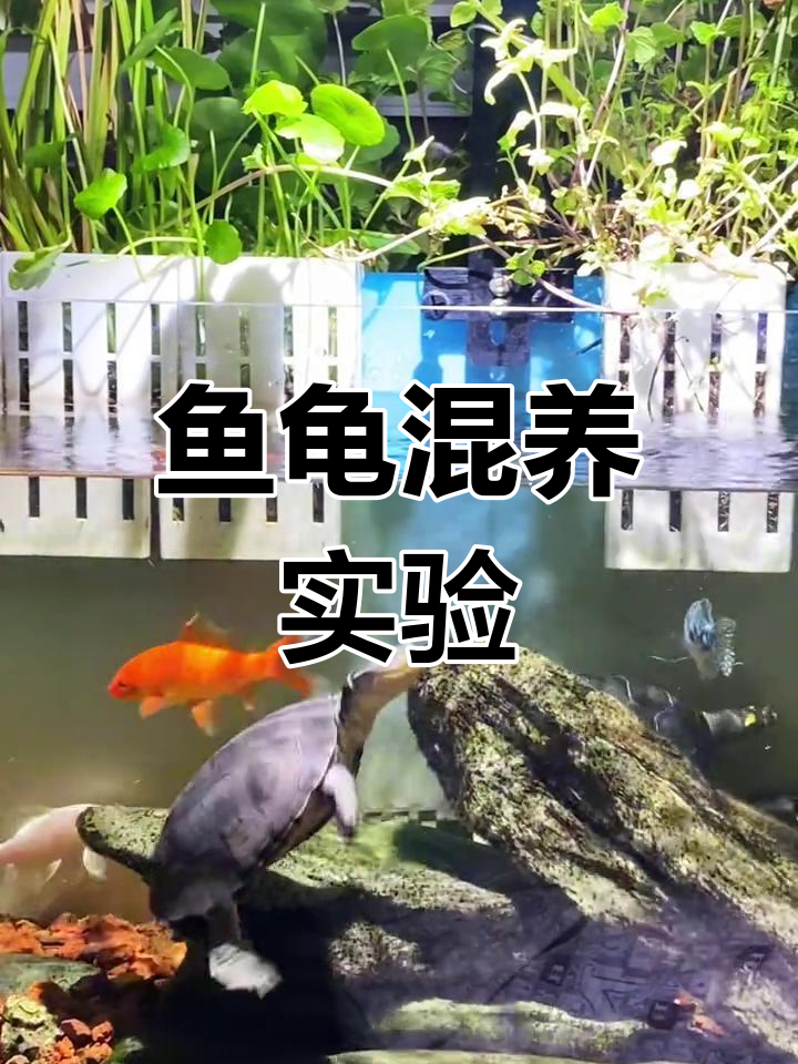 尝试白金锦鲤与草金鱼的混养,结果如何?