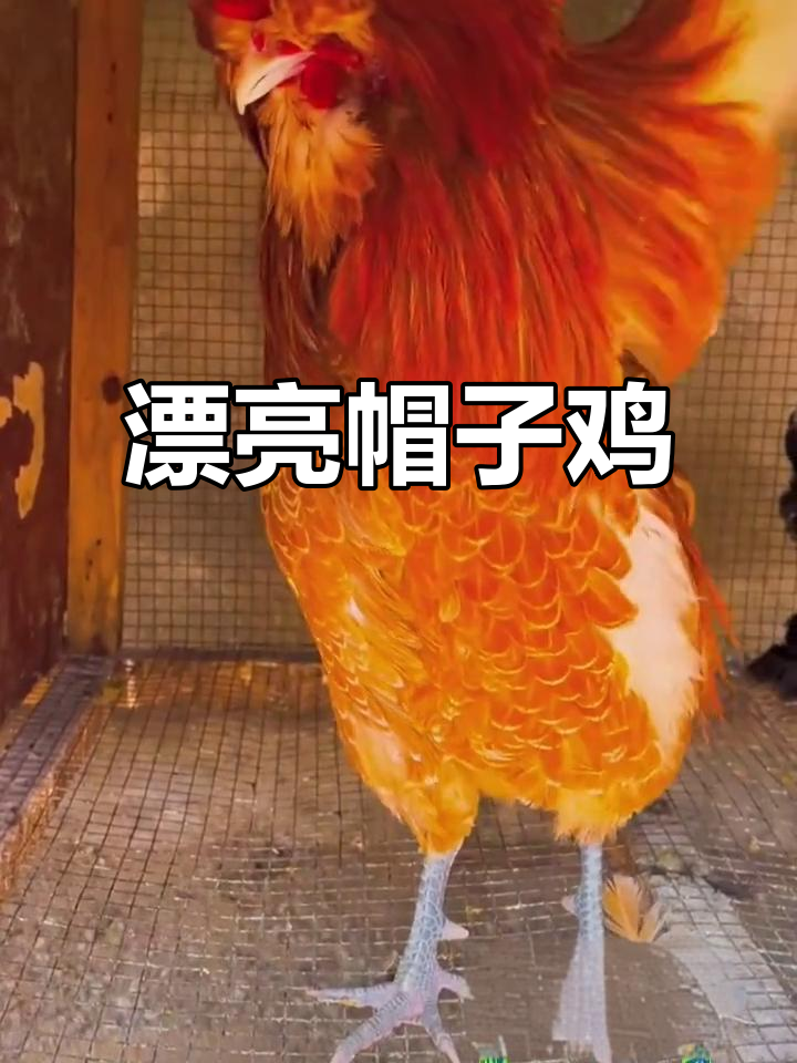 自信满满帽子鸡,观赏与实用并存