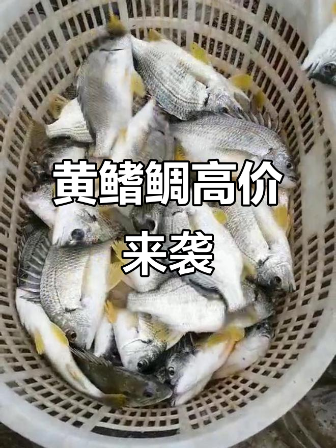 黄鳍鲷价格飙升,25元一斤创几年新高