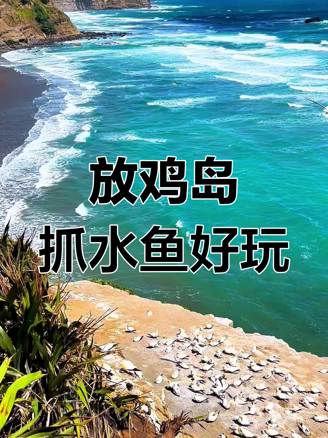 茂名放鸡岛比鸟岛更有趣,水鱼抓捕体验大揭秘