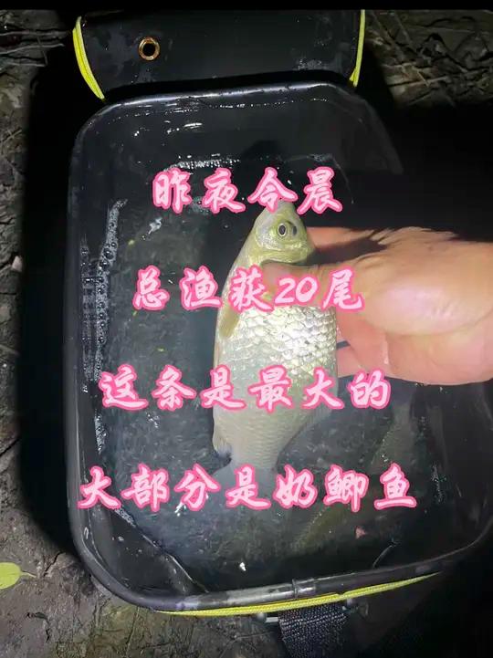 夜钓鲫鱼收获尚可
