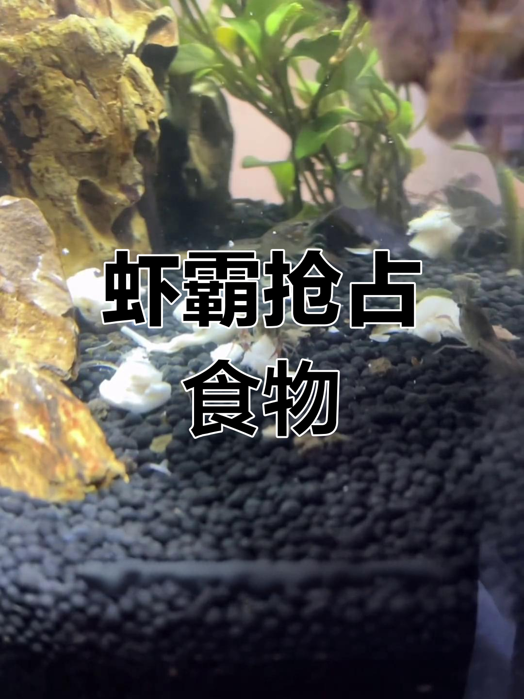 小龙虾争食大战,虾霸抢骨髓不让小虾吃