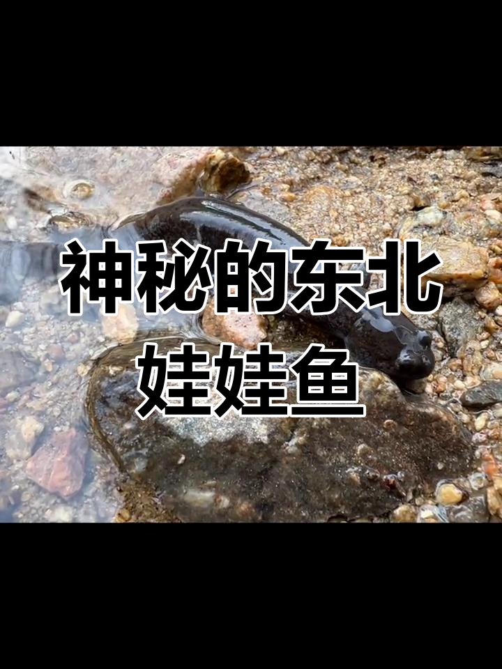 东北娃娃鱼,活化石般的神秘生物