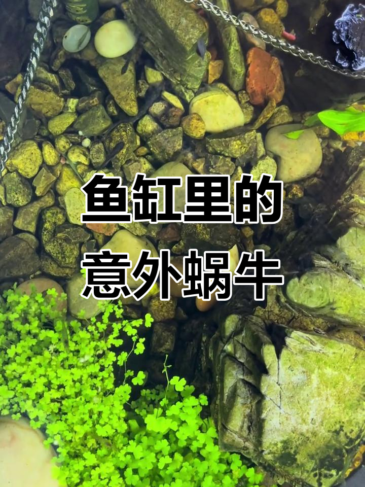 鱼缸里怎么突然出现了蜗牛?这到底是怎么回事!