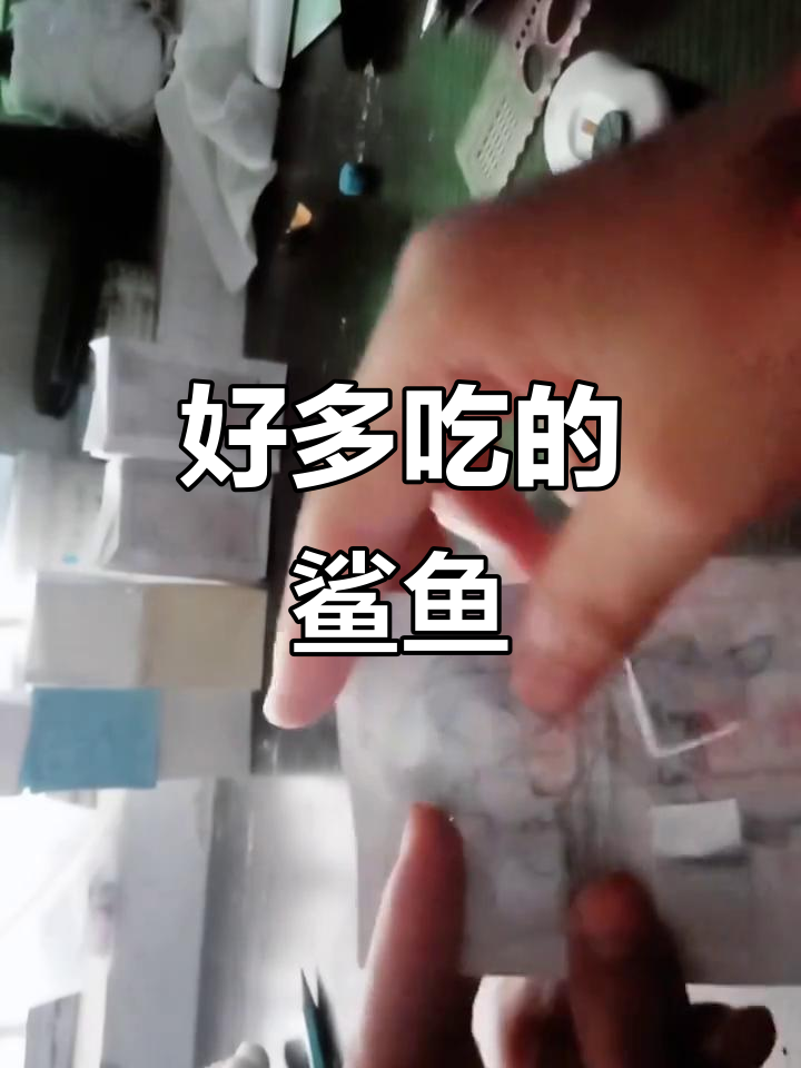 第一次拍视频,鲨鱼多到让人笑出声!