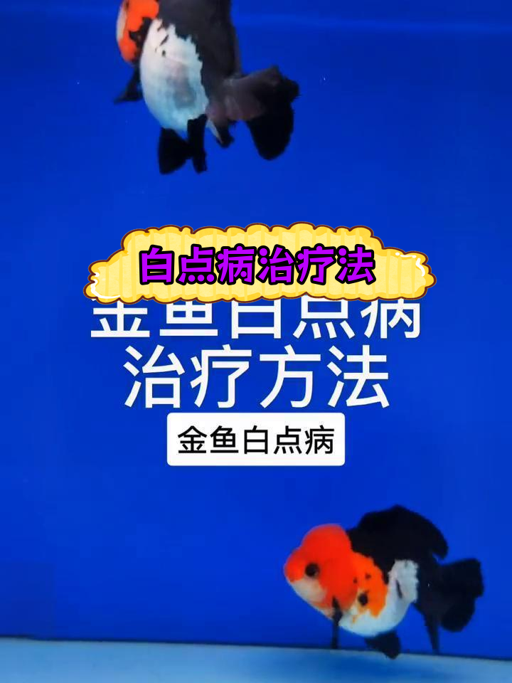 金鱼白点病治疗方法与预防措施