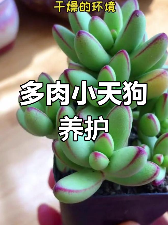 小天狗多肉养护指南:阳光与干燥环境
