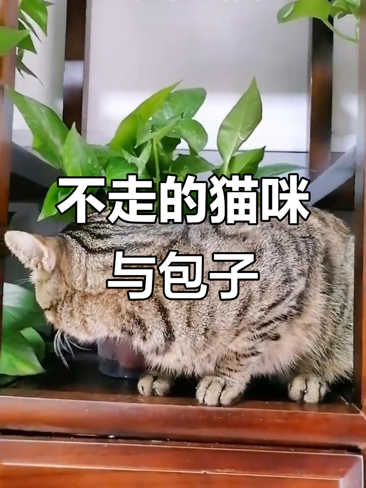猫咪不愿离开,红包子引爆笑点