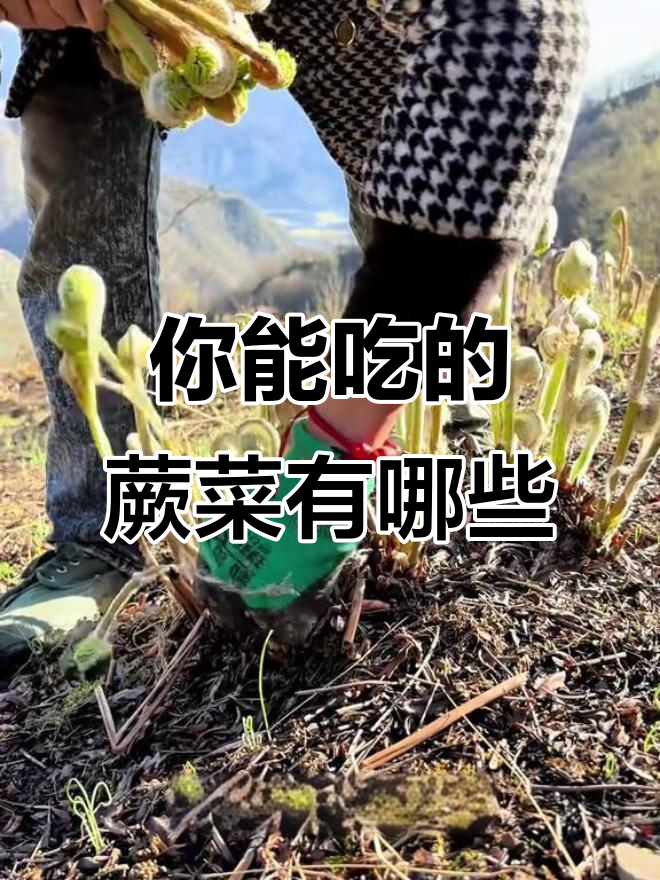 16种蕨菜,哪些能吃?这些你必须知道!