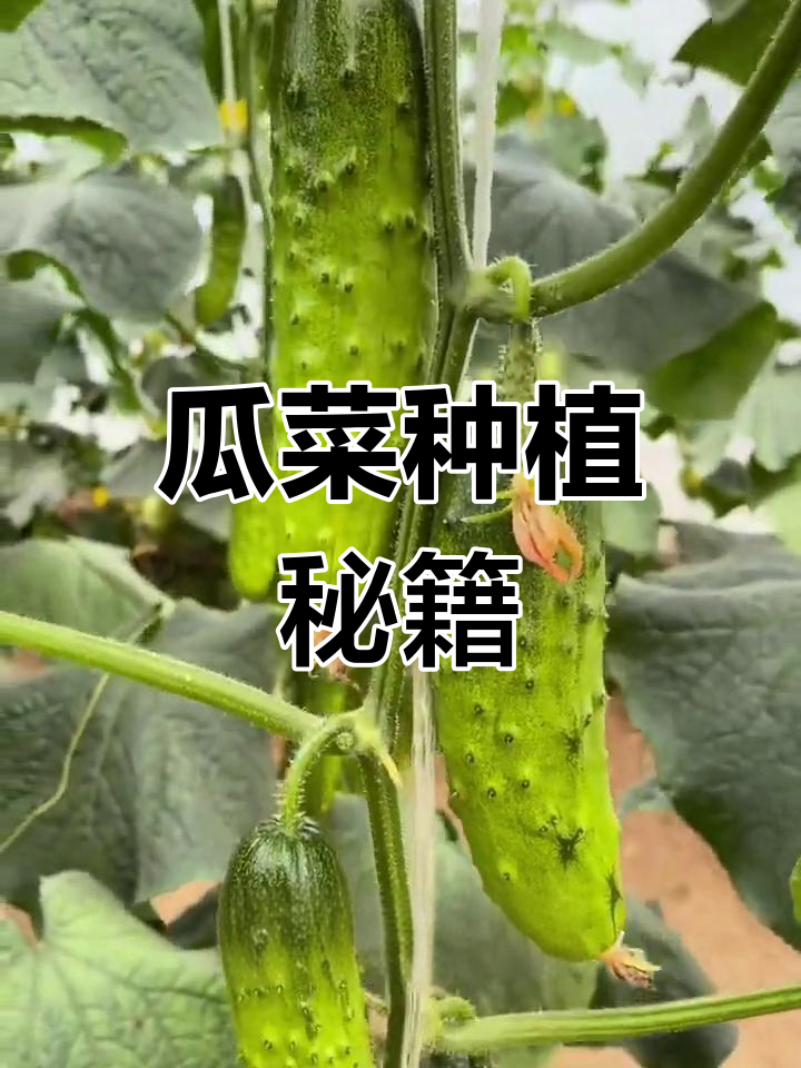 瓜类蔬菜种植技巧:从选地到摘瓜全攻略