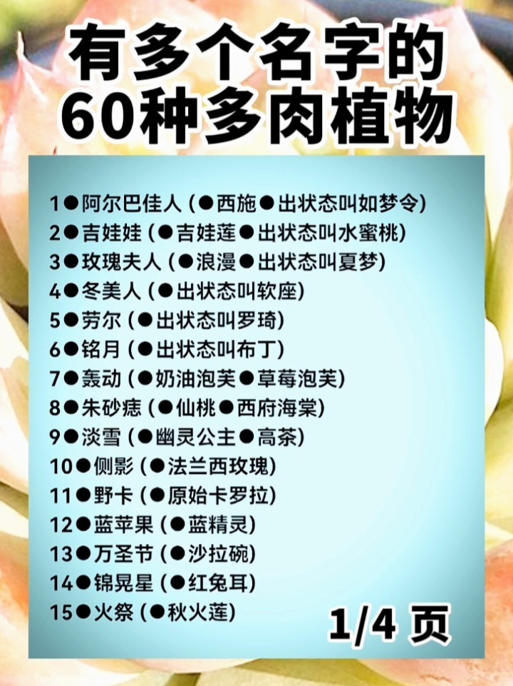 有多个名字的60种多肉植物