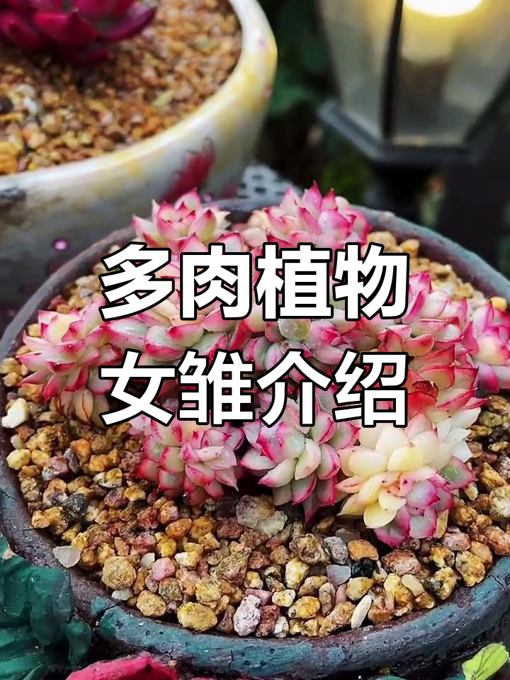 每天认识一种多肉植物:女雏的魅力与养护技巧