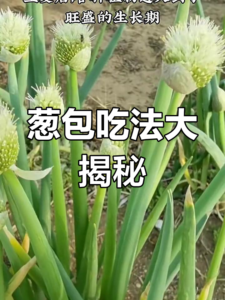 葱包别丢!教你做美味鸡蛋木耳炒粉丝