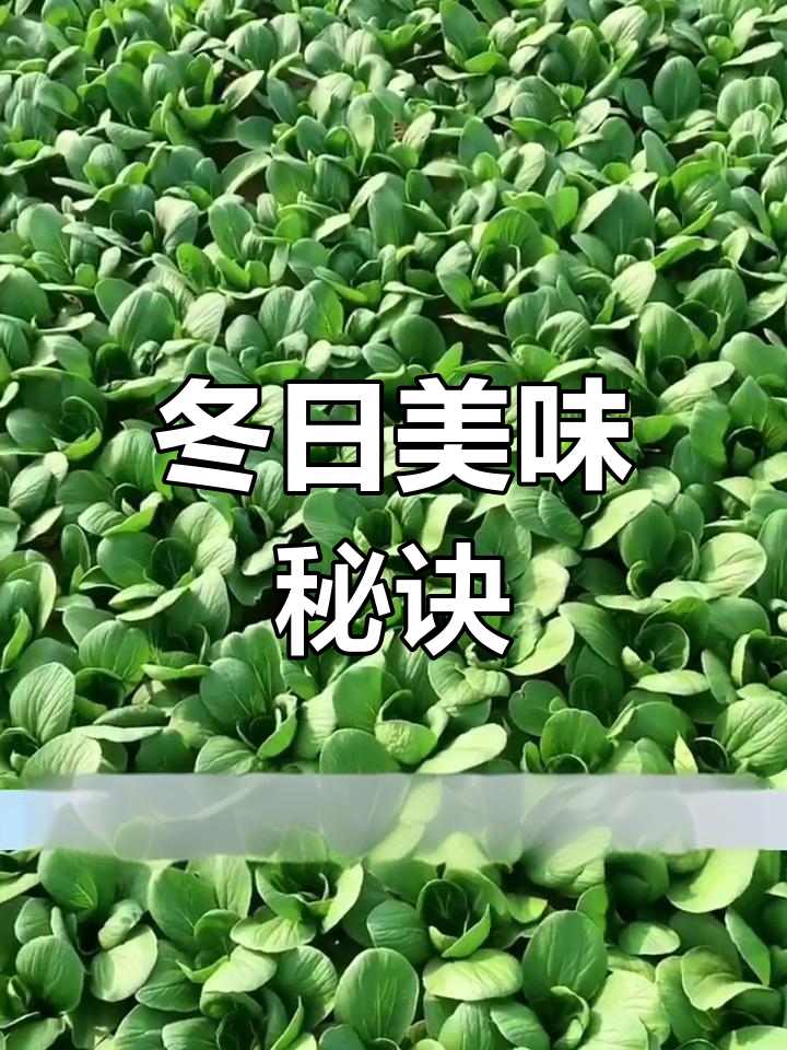 上海青菜种植季,冬季美味轻松拥有!