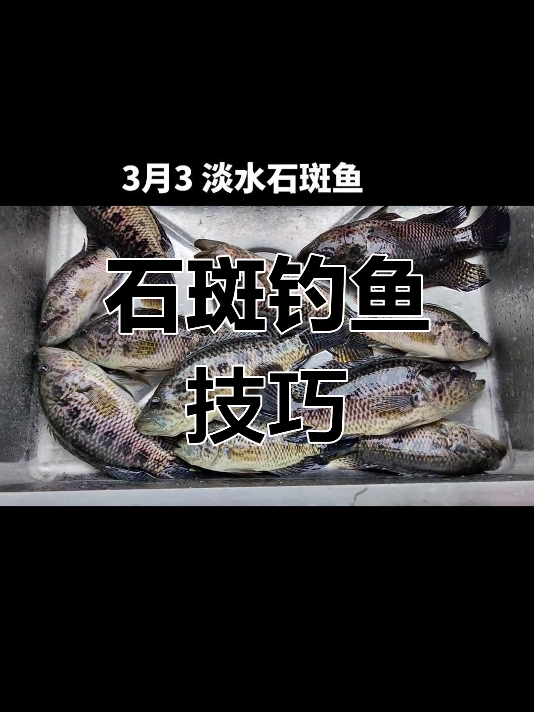 3月淡水石斑鱼凶猛,虾子钓法大揭秘