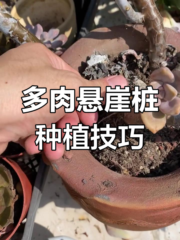 如何用铁丝固定多肉悬崖老桩,打造独特花盆景观