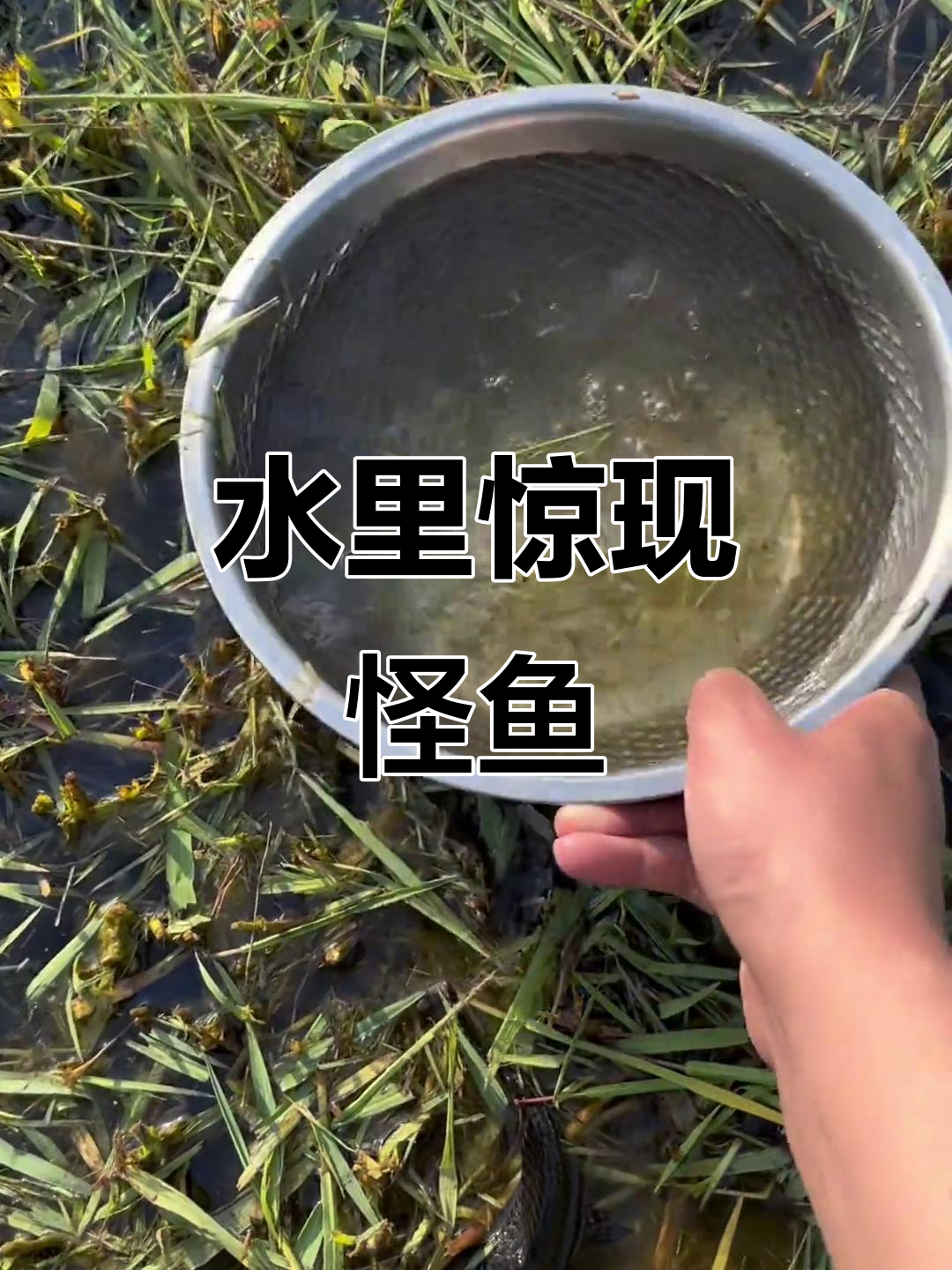 奶奶浇菜时发现神秘黑色鱼儿，嘴巴竟然长在下面！